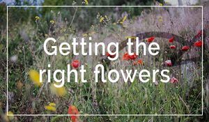 getting-the-right-flowers