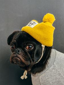 A grumpy pug in a yellow bobble hat